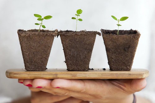 Por que las plantas necesitan estar enterradas